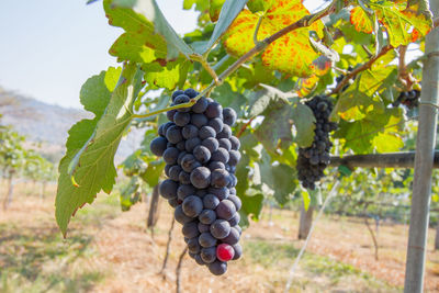 Grapes growing in vineyard