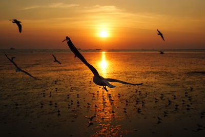 Silhouette birds flying over sea during sunset