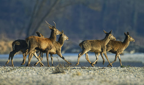 Red deers crossing the river drava river