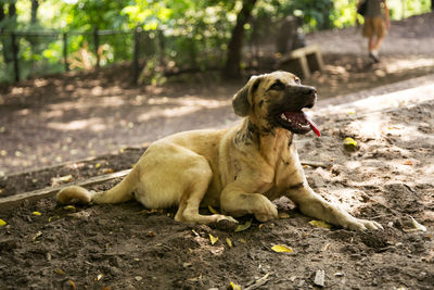 Close-up of dog relaxing on tree
