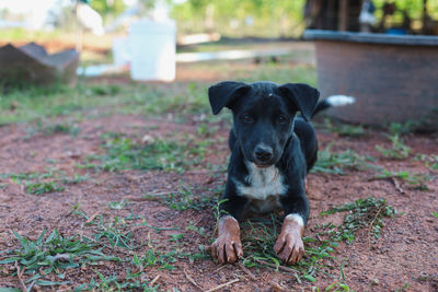 Portrait of dog