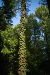 Low angle view of trees in forest