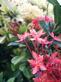 Close-up of pink flowers