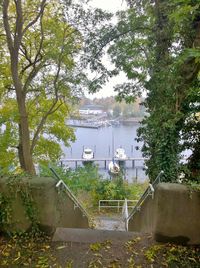 Reflection of trees in water