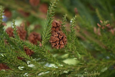 Close-up of pine cone on tree