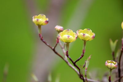 Close-up of flowering plant
