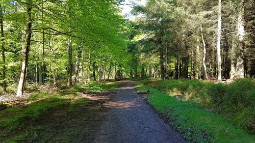 Road amidst trees in forest