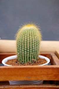 Close-up of succulent plant on table