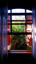 Plants seen through window