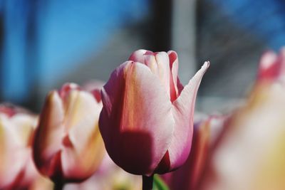 Close-up of pink tulip