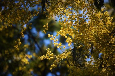 Low angle view of golden wattle acacia flowers