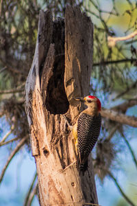 Low angle view of bird perching on tree