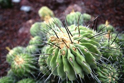 Close-up of cactus plant