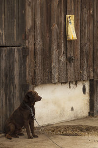 Dog on wall