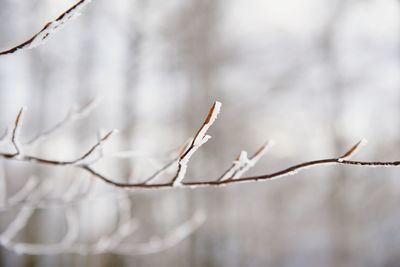 Thin branch of a beech tree with sear leaves and pieces of snow in winter