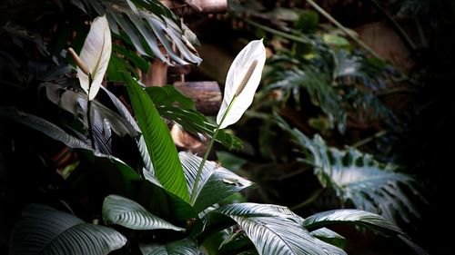 Close-up of plants