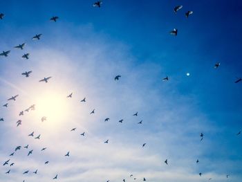 Low angle view of birds flying in sky