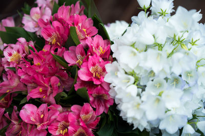 Close-up of pink flowers blooming outdoors