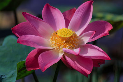 Close-up of pink lotus flower blooming outdoors