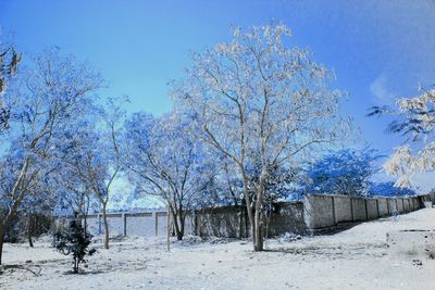 Bare trees against sky