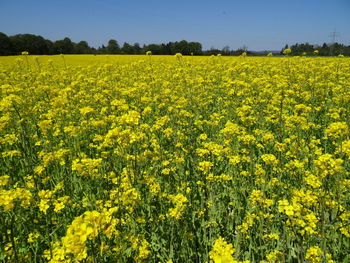 Scenic view of oilseed rape field