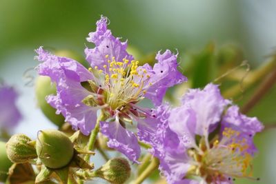 Close-up of insect on flowers