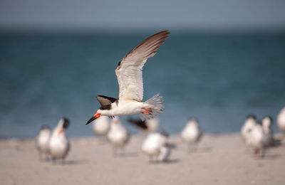 Seagull flying over beach against sky