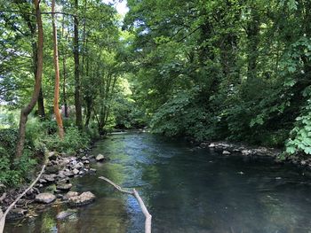 River amidst trees in forest