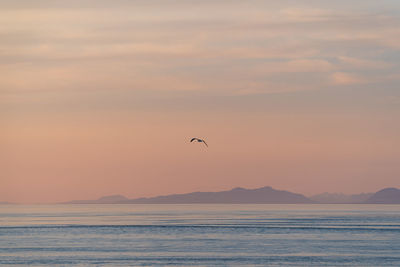 Bird flying over sea against sky during sunset