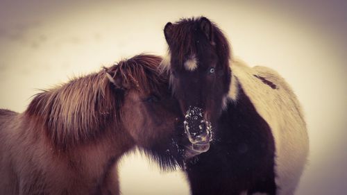 Close-up of horse against sky