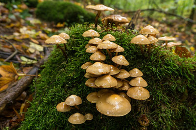 Close-up of mushrooms growing on land