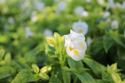 Close-up of white flowering plant