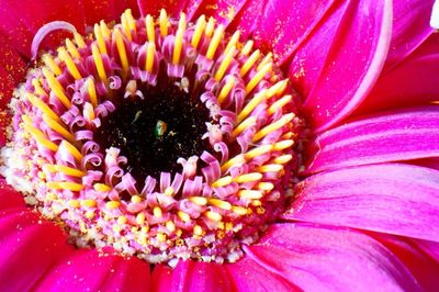Close-up of pink flower