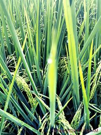 High angle view of bamboo plants on field