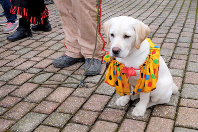 High angle view of dog on footpath with a colorful scarf - carnival 