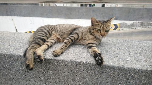 Portrait of cat resting on road