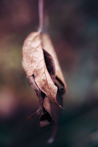 Close-up of dry leaf during autumn