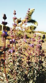 Close-up of flowers against clear sky