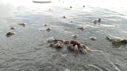 High angle view of crab on beach