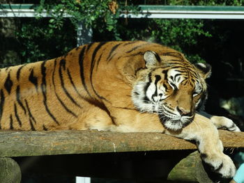 Tiger in a zoo