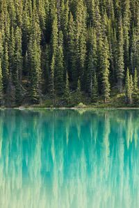 Close-up of lake and pine trees in forest