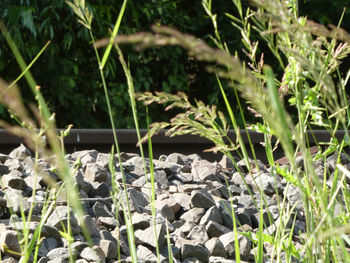 Close-up of plants growing on field