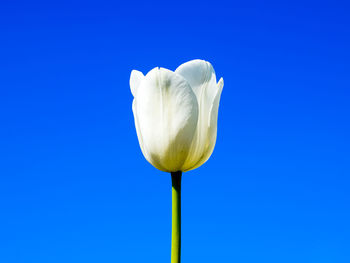 Close-up of white flower against clear blue sky