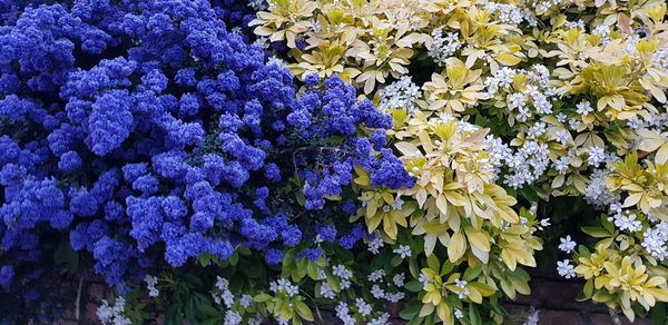 High angle view of purple flowering plants