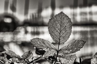 Close-up of autumn leaf