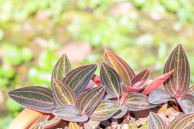 Close-up of flowering plant leaves