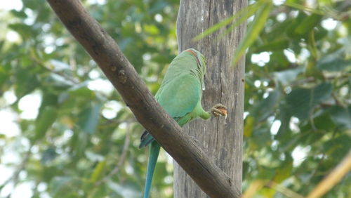 Bird perching on a tree
