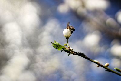 Close-up of flower buds on twig