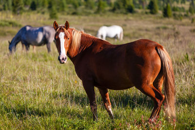 Horses in a field