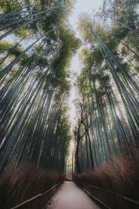 Walkway amidst trees in forest